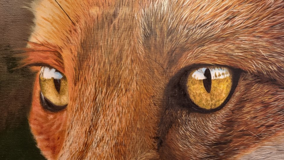 Red Fox