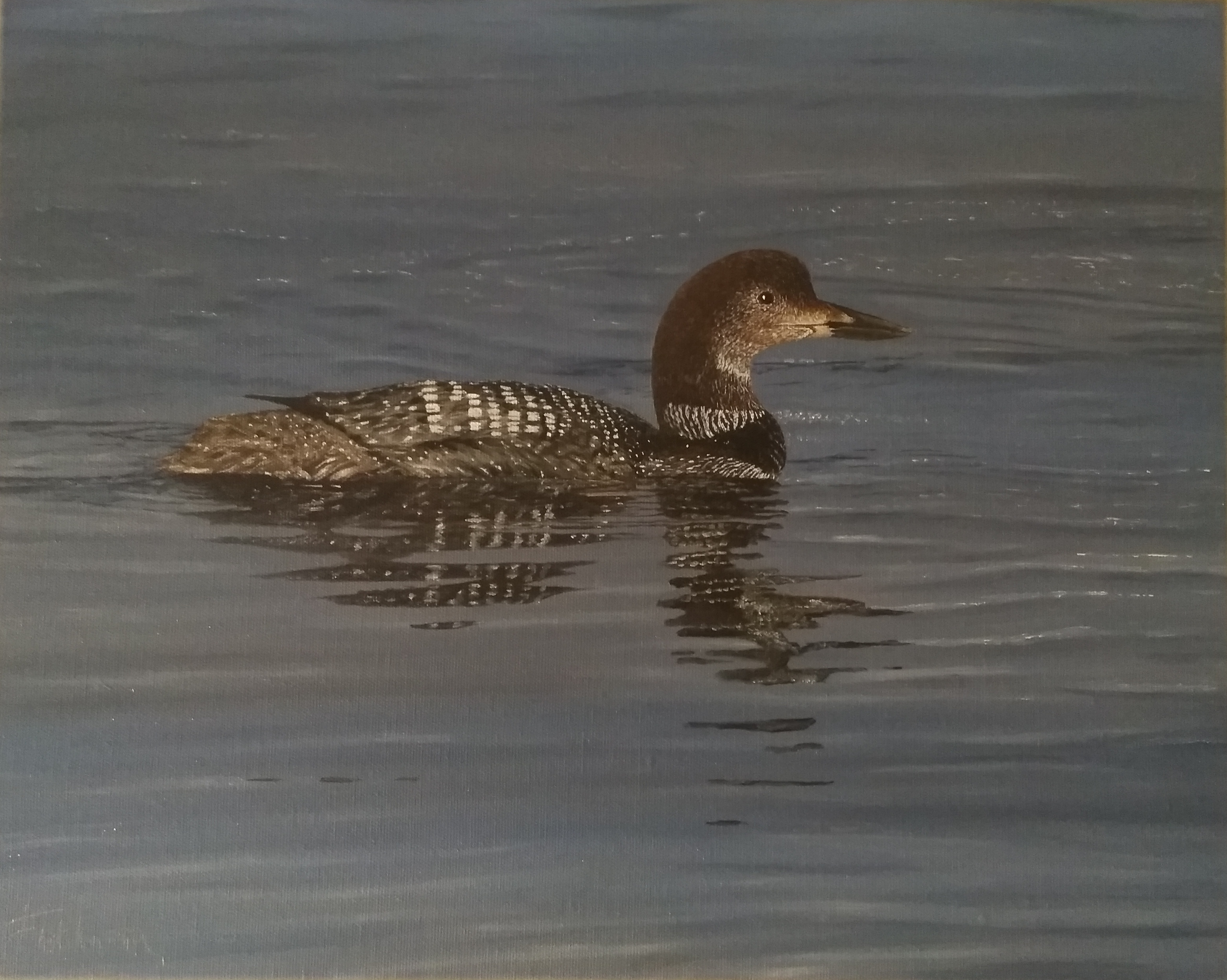 Great Northern Diver