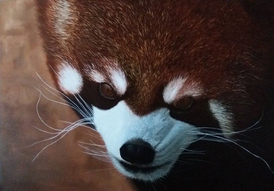 Red Panda