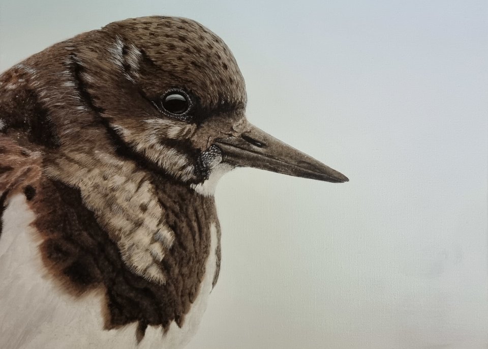 Turnstone
